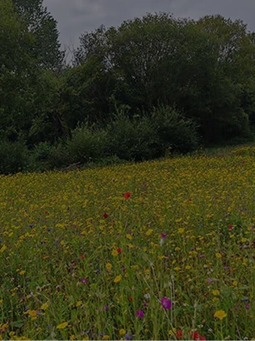 Redder ikoniske enger med ville blomster, Storbritannia