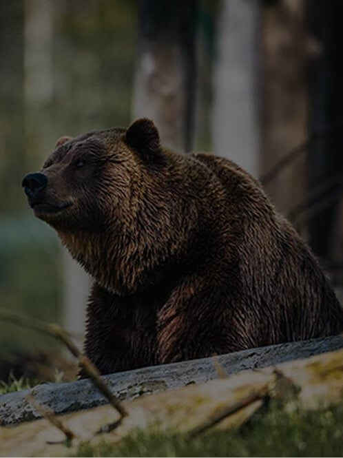 Asfaltering av den brune bjørnen på Marsican, Italia