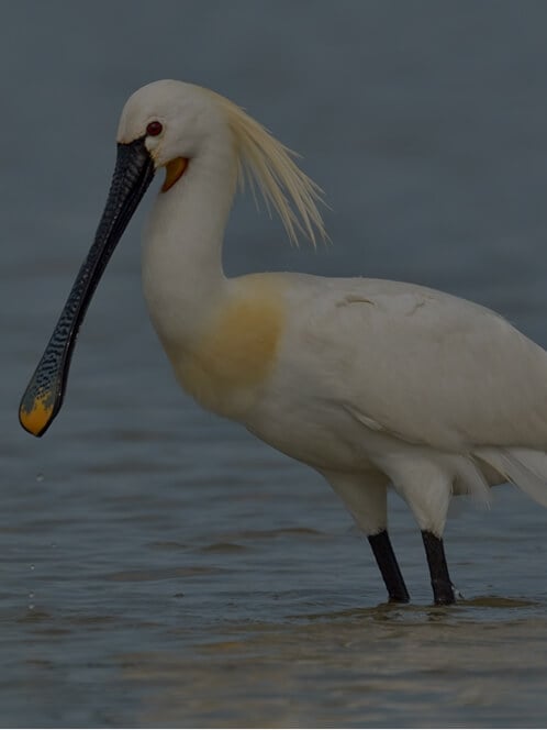 Beskyttelse av biologisk mangfold og stedegne arter i Odiel Marshes Biosphere Reserve i Spania